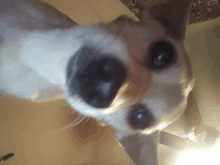 a close up of a dog 's face with a ceiling fan behind it