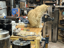 a cat sits on a workbench in front of a box that says ' bugs n ' nuts ' on it