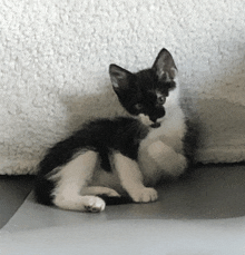 a black and white kitten is sitting on a white blanket