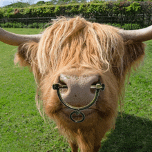 a close up of a cow 's nose with a metal ring on it