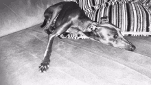 a black and white photo of a dog laying on its back on a couch