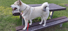 a white dog is standing on a wooden bench