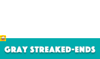 a blue and white sign that says gray streaked-ends