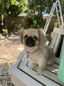 a small dog sitting on a white chair outside