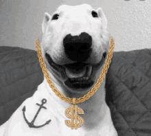 a dog wearing a gold chain and a dollar sign