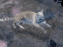 a cat is laying on the ground in a painting