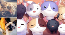 a collage of three pictures of cats with different colored fur