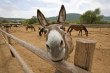 a donkey sticking its head over a wooden fence in a field of horses