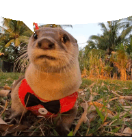 an otter wearing a bow tie and a red vest looks at the camera