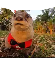 an otter wearing a bow tie and a red vest looks at the camera