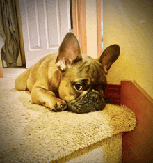 a french bulldog laying on a carpeted staircase looking at the camera