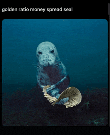 a seal is holding a stack of money in its mouth