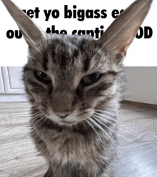 a cat is standing in front of a sign that says " et yo bigass " on it