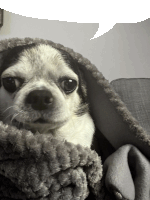 a black and white dog wrapped in a blanket with a speech bubble above it