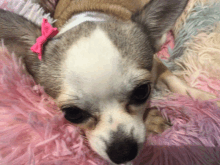 a small chihuahua with a pink bow on its head