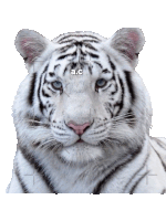 a close up of a white tiger with the letters a and c on its head