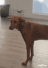 a brown dog is standing on a wooden floor in a room with a bowl on a stand in the background