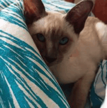 a siamese cat is laying on a bed next to a blue and white striped blanket .