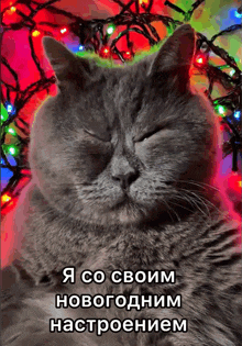 a cat with its eyes closed in front of a bunch of christmas lights with a caption in russian