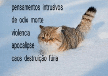 a cat is laying in the snow and the words pensamentos intrusivos are above it