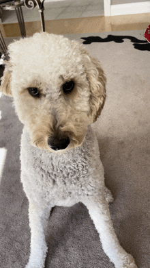 a white poodle is sitting on a rug and looking at the camera