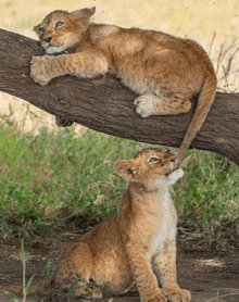 two lion cubs laying on a tree branch looking up at the sky