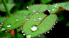 a close up of a green leaf with water drops on it that says pixabay on the bottom