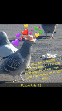 a pigeon wearing a hat with hearts around it and a quote from pozdro ania