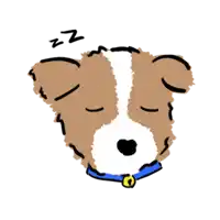 a brown and white dog with a blue collar is sleeping with a zzz sign above its head