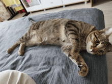 a cat is laying on its back on a bed and looking at the camera