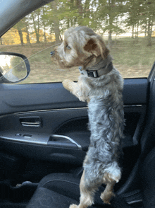 a small dog is standing on its hind legs in the back seat of a car