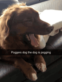 a picture of a dog with the words poggers dog the dog is pogging below it