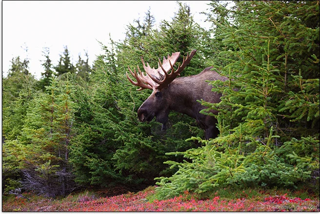 Canon RF 100-500mm F4.5-7.1 L IS USM Lens Moose Emergence Sample Picture