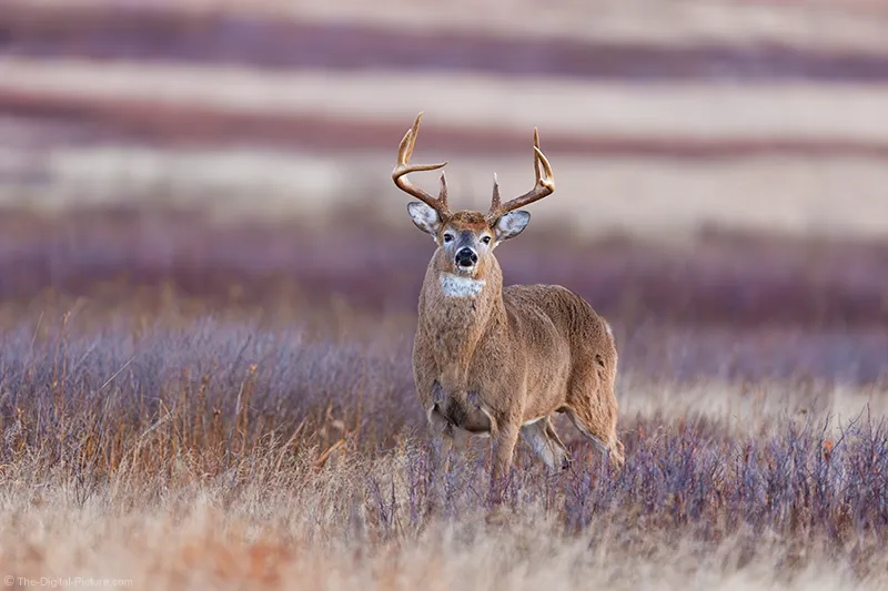 Alert White-Tailed Buck, Shenandoah National Park