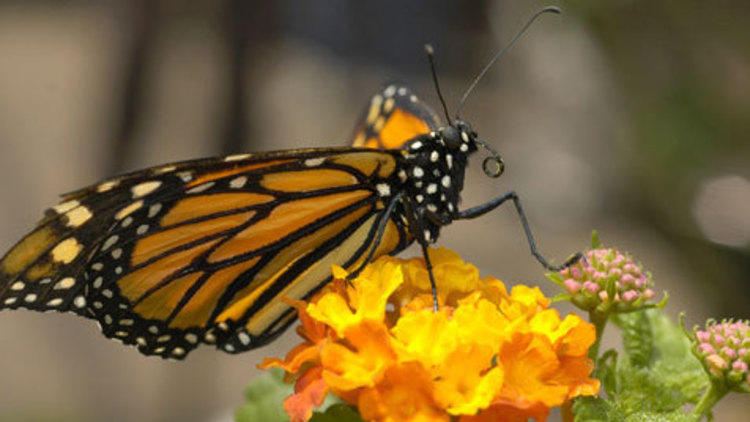 Butterfly Garden