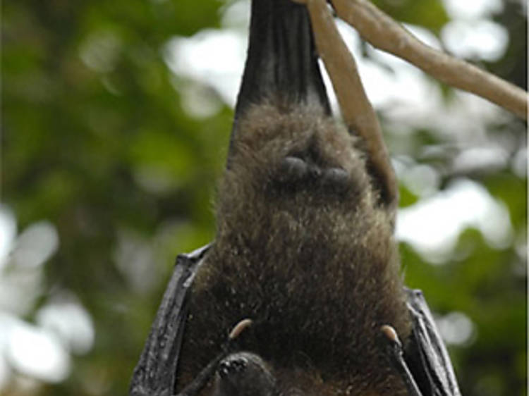 Boo at the Zoo (2010)