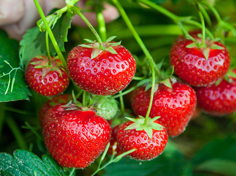 Pick your own fruits and vegetables near New York City