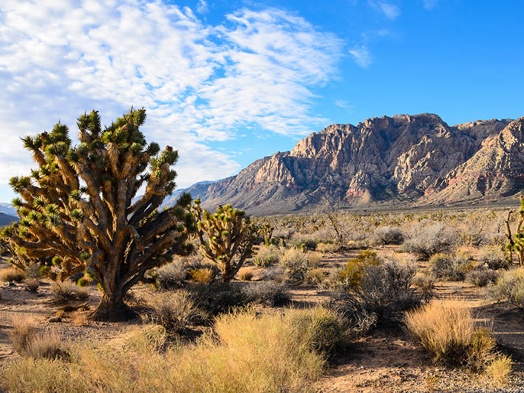 Awesome parks in Las Vegas to check out