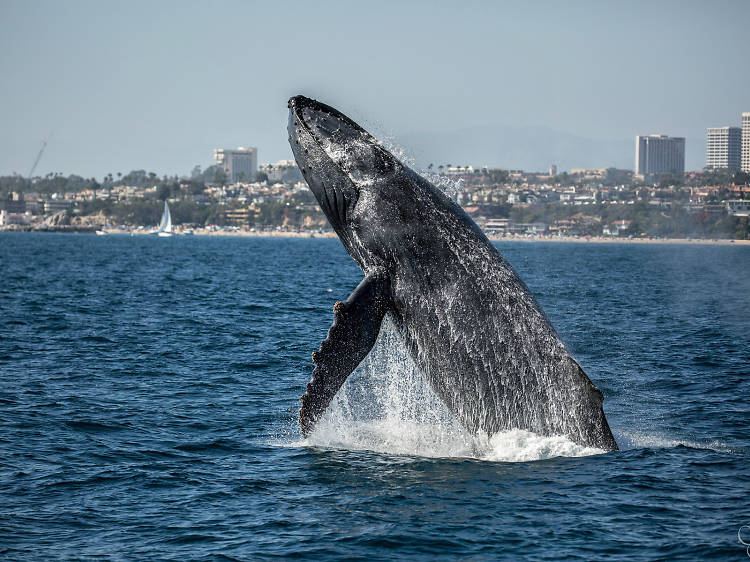 Whale Watching