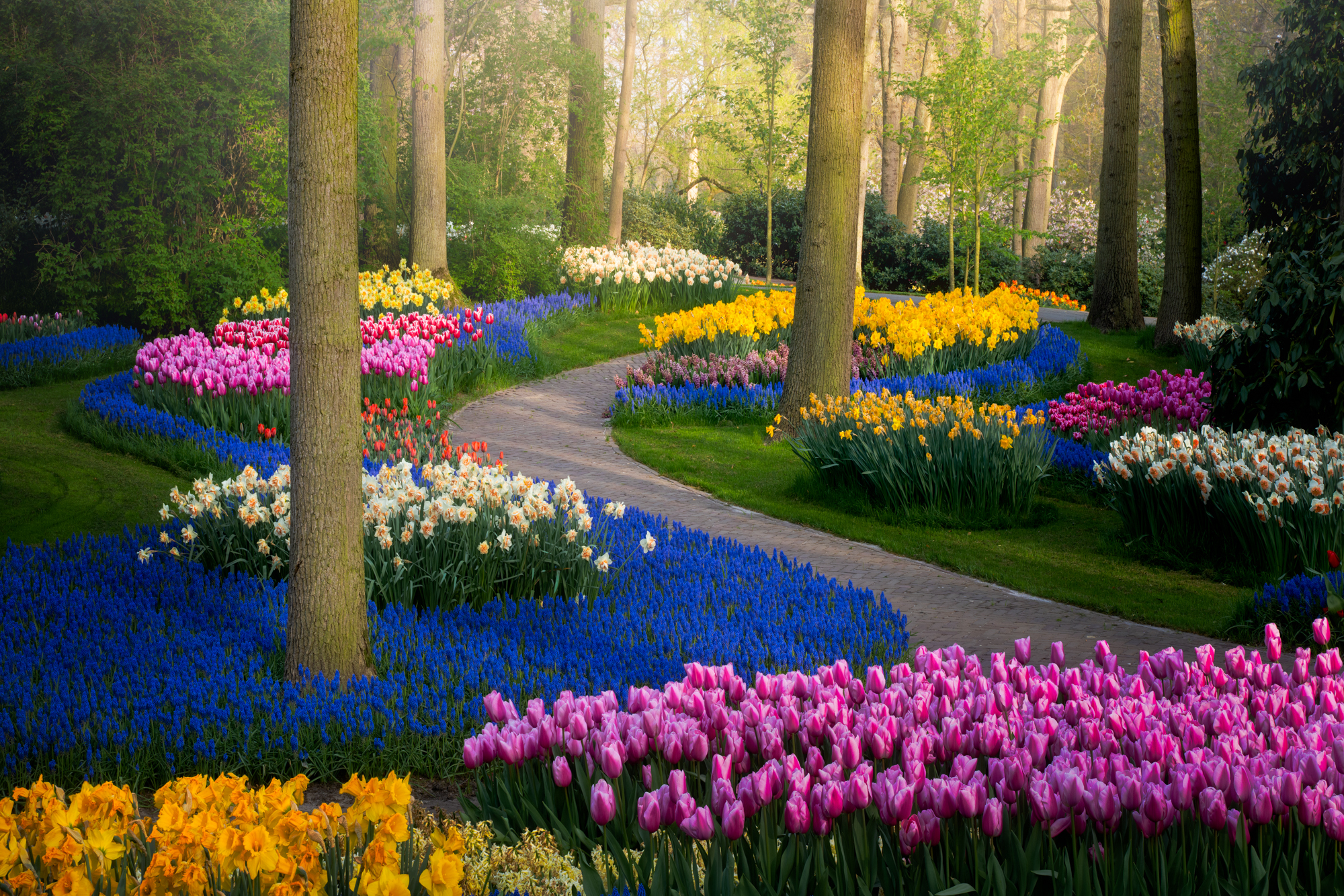 Flower Tulip Garden