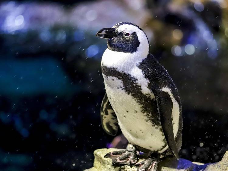 Visit the penguins at the New England Aquarium