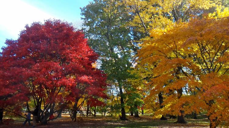 Watch the leaves turn at the Arnold Arboretum