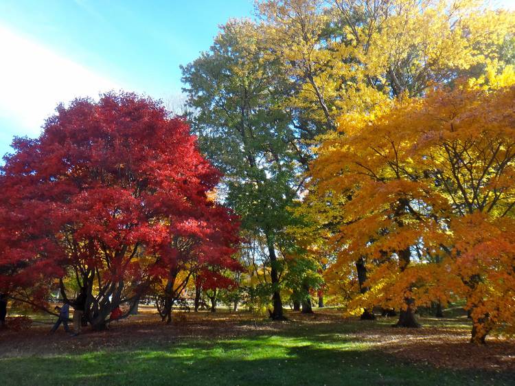 Watch the leaves turn at the Arnold Arboretum