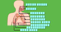Respiratory System Labeling - The Human Body - Fifth Grade
