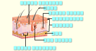 Skin Labeling - The Human Body - Fifth Grade