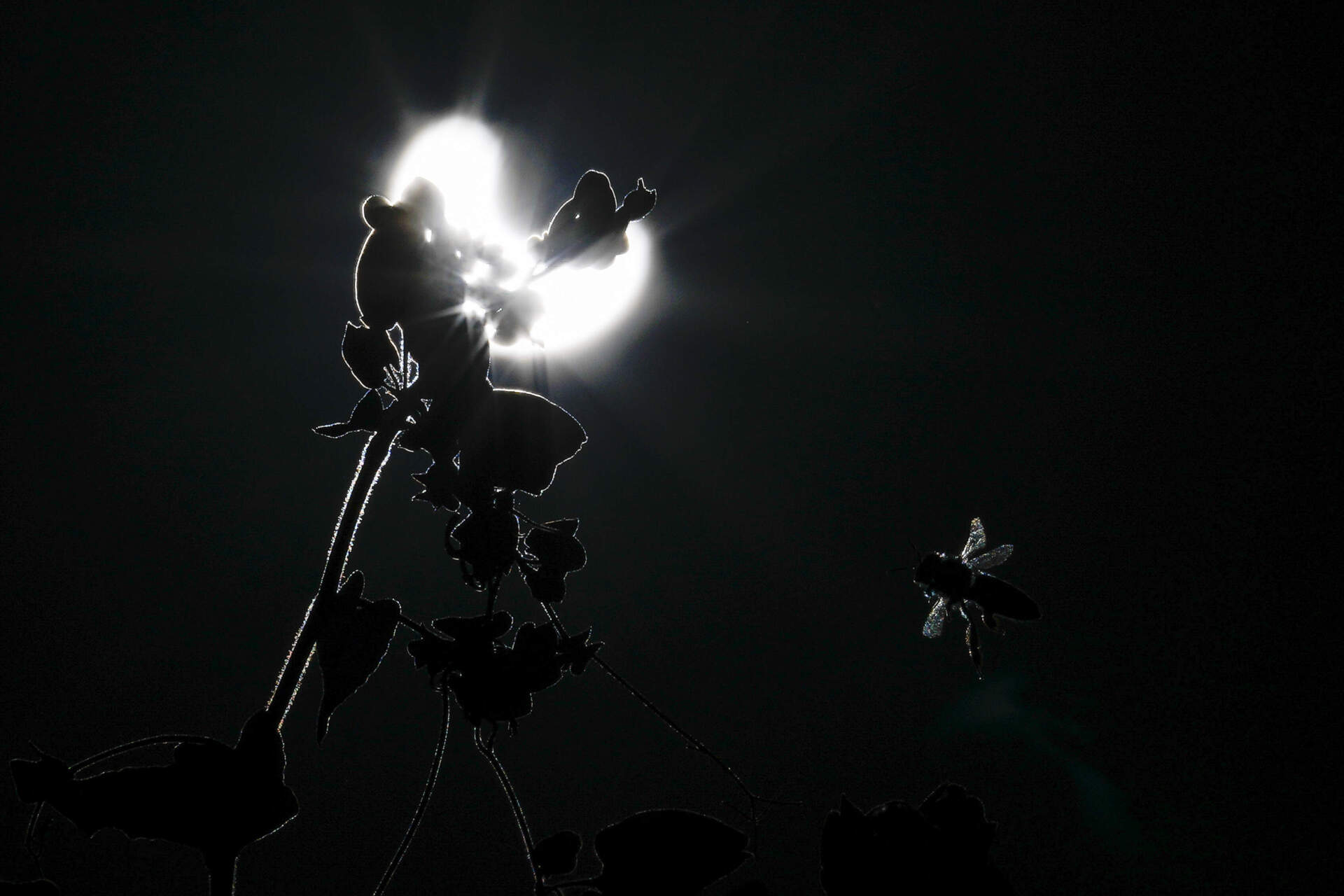 A bee flies near a flower during a solar eclipse on Saturday, Oct. 14, 2023, in Austin, Texas. (Ashley Landis/AP)