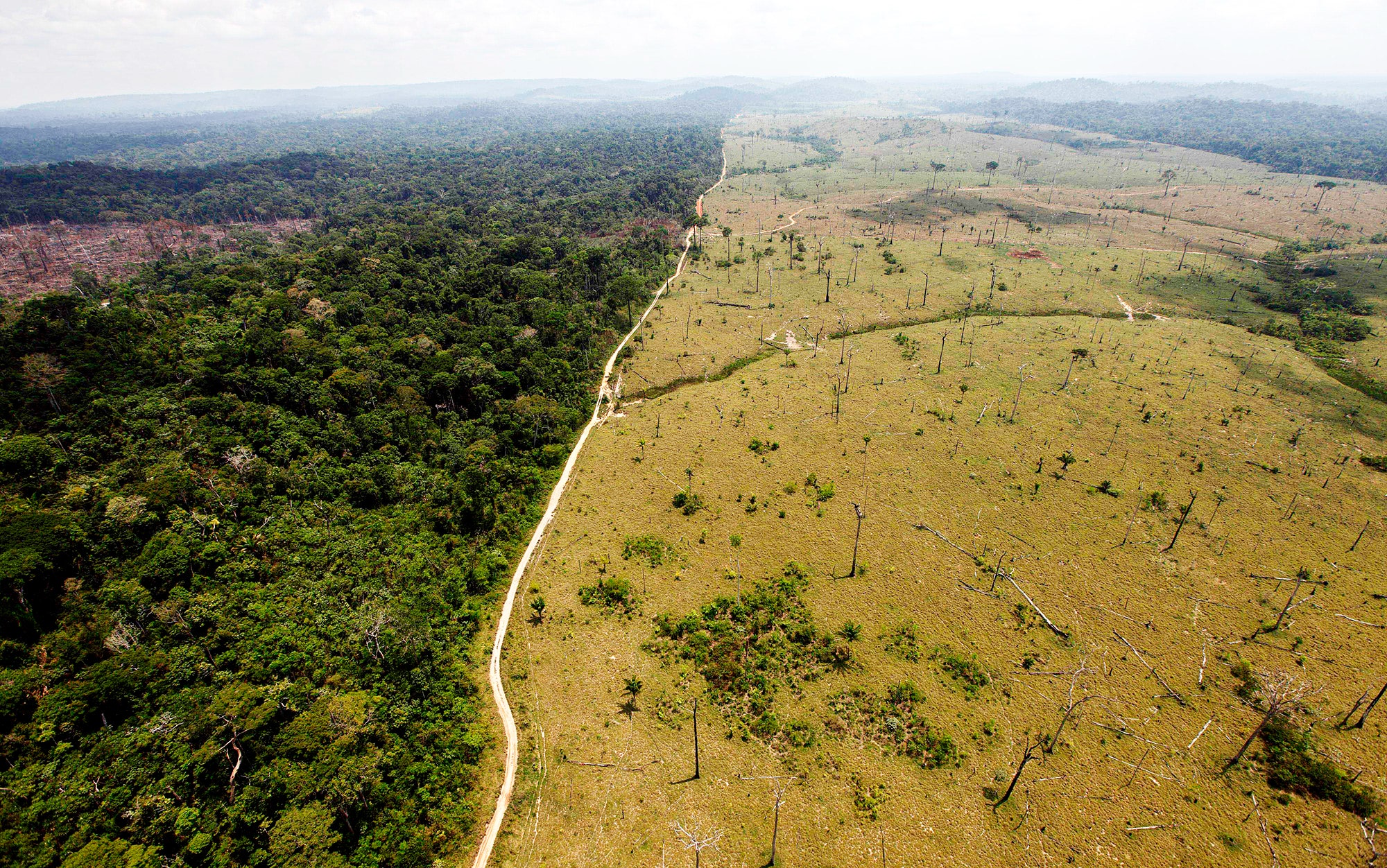 Using Satellites To Stop Deforestation Before It Happens Wired