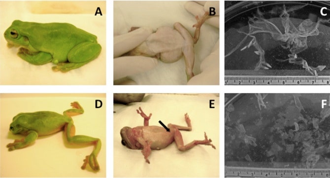 Chytridiomycosis Symptoms