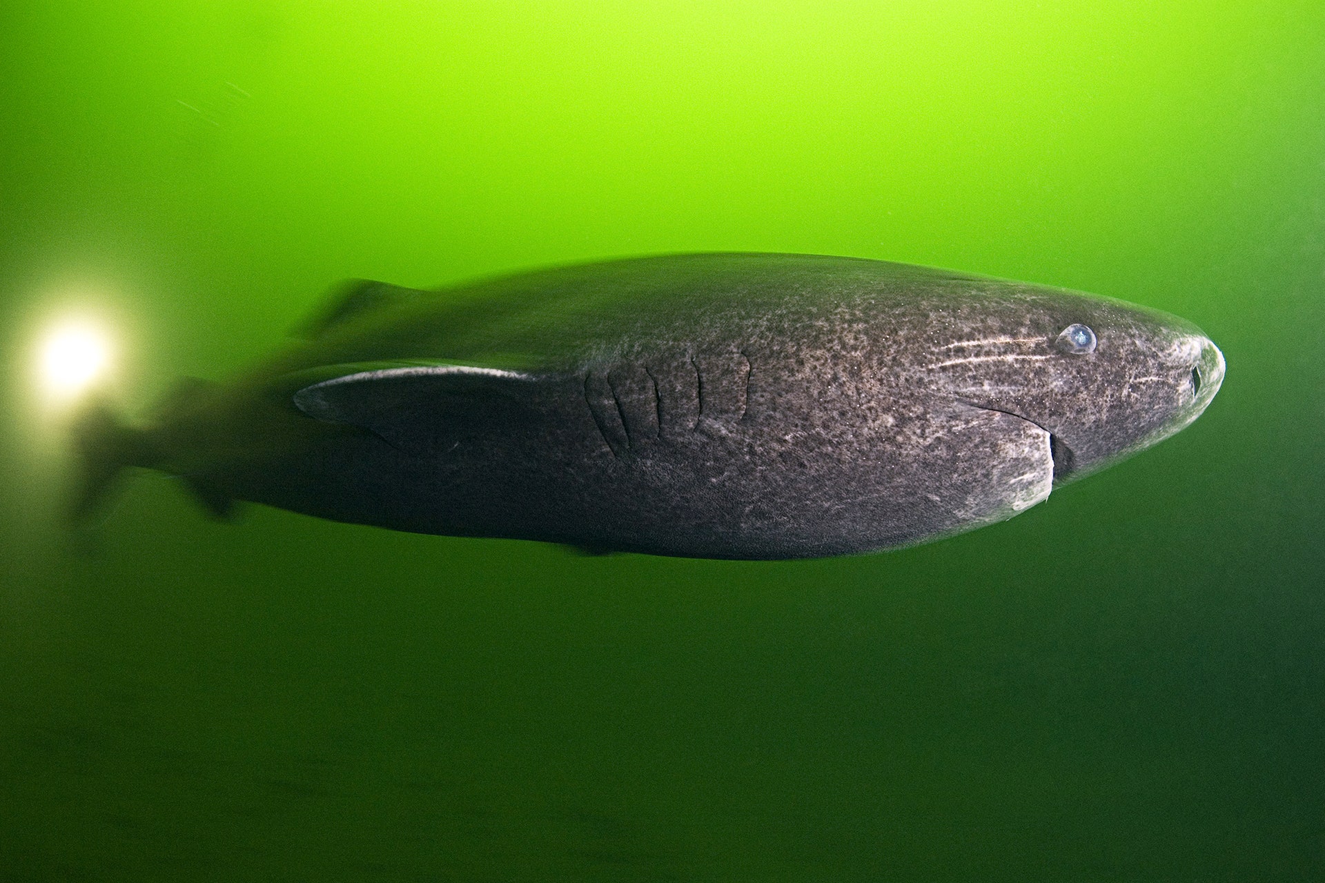 Greenland Sleeper Shark Somniosus microcephalus. St. Lawrence River estuary Canada.