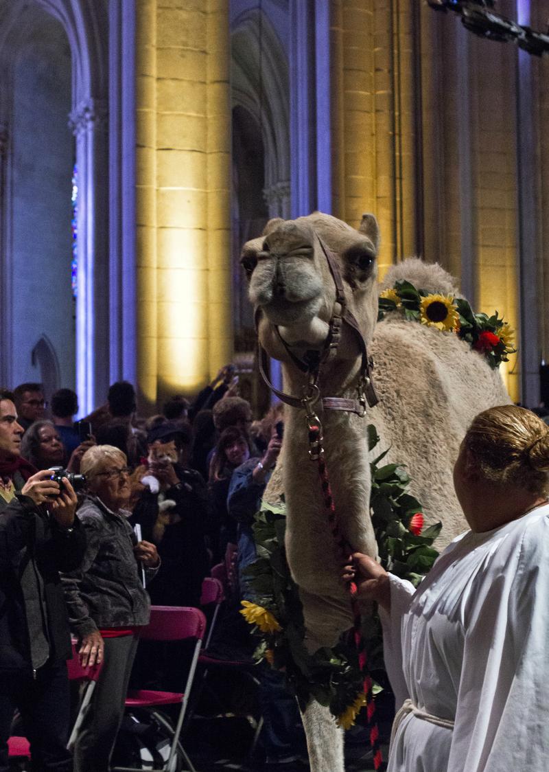 The Blessing of the Animals. Feast of St. Francis at St. John the Divine